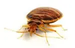 bedbug control 