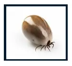 ticks