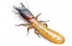 termites in arizona