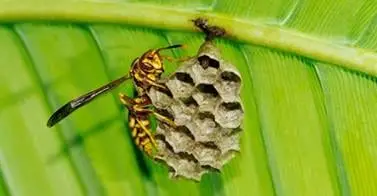 A wasp nest attached to a green leaf.