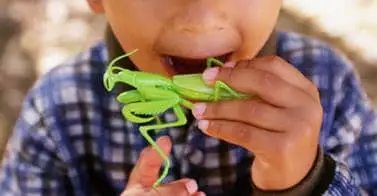 A child's hand holding a green praying mantis insect.
