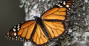 A close-up of an orange and black monarch butterfly on a tree trunk.