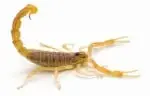 Scorpions in arizona
