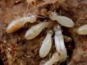termites in arizona