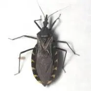 A close-up image of a large, dark-colored beetle or insect with orange markings on its back.