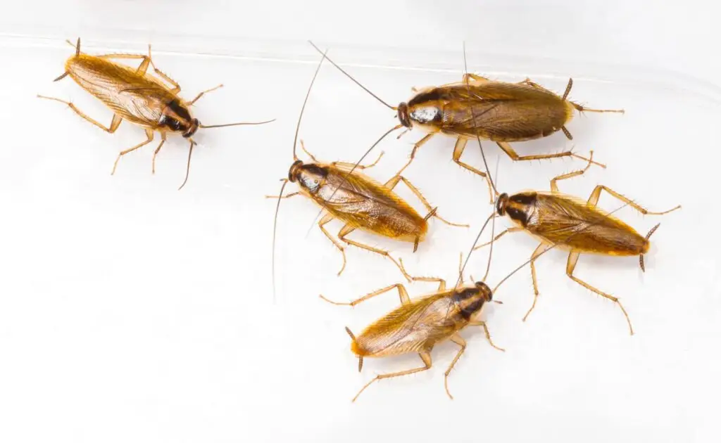 Four cockroaches on a white background