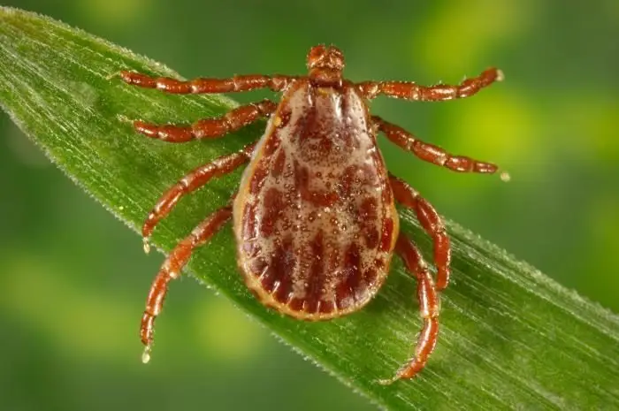 A close-up image of a brown tick or mite-like insect crawling on a green leaf. The insect has a rounded, flattened body and numerous legs extending from its sides.