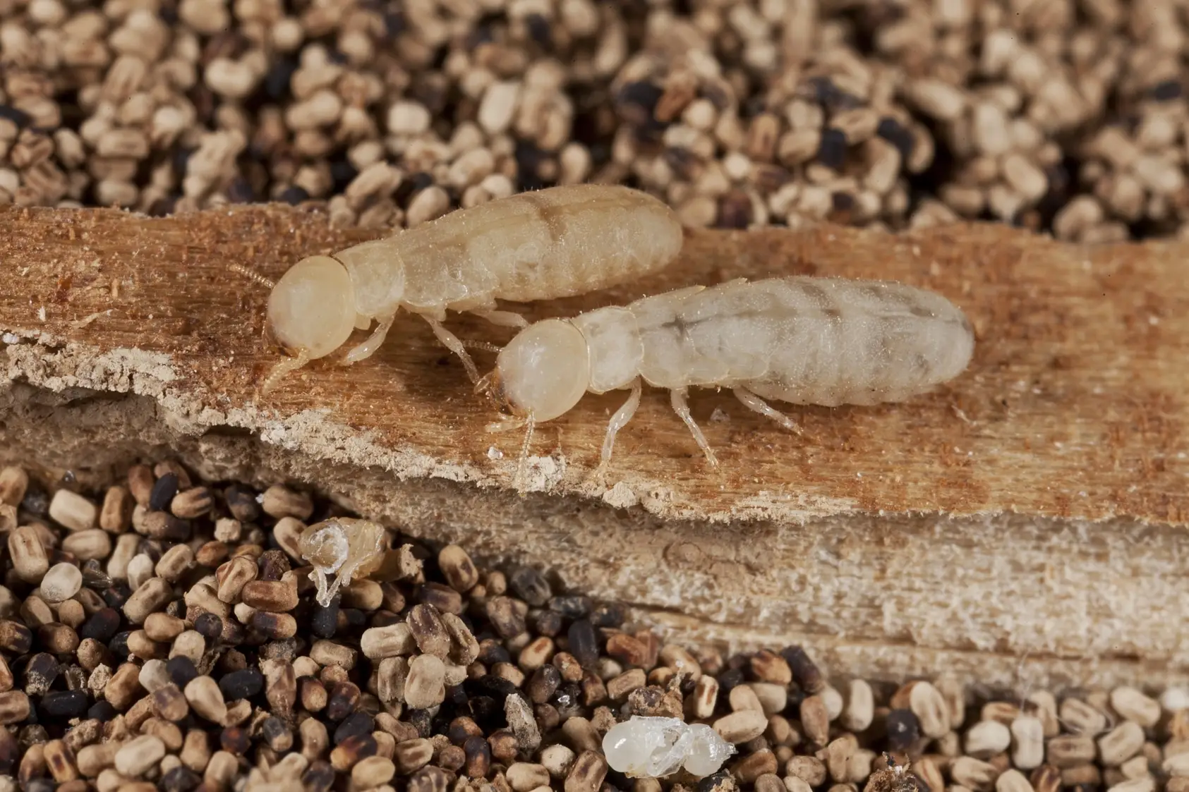 Two small, pale-colored termites or wood-eating insects crawling on a wooden surface.