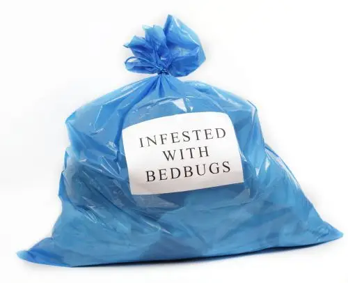A blue plastic bag labeled 'Infested with Bedbugs' on a plain background.
