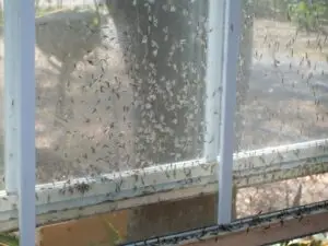 termite swarm