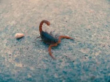 Most common pests in AZ