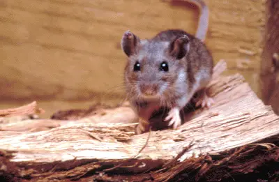hantavirus in arizona