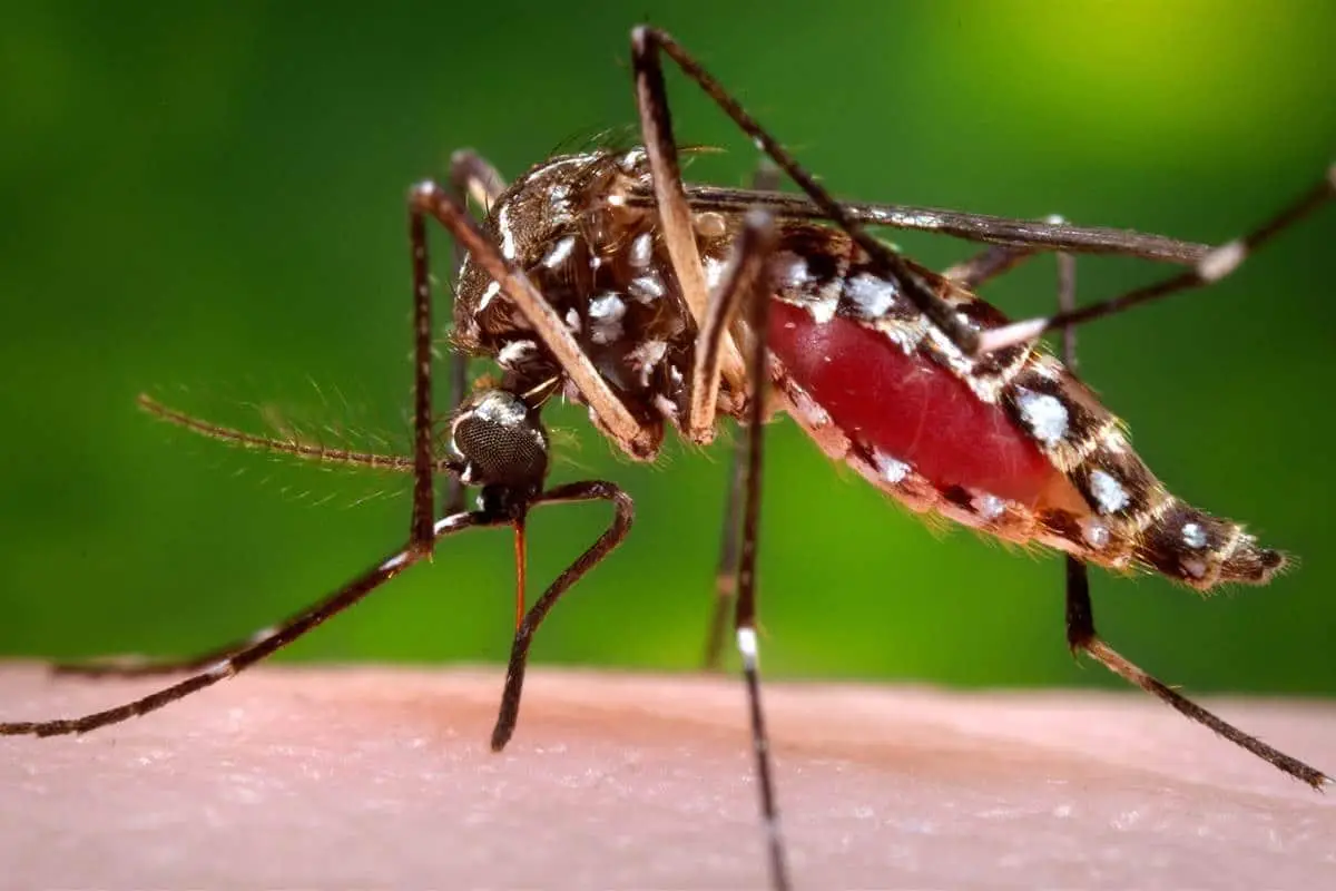 A close-up of a mosquito with its proboscis extended, against a blurred green background