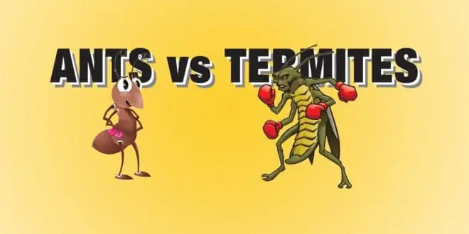 termites vs ants