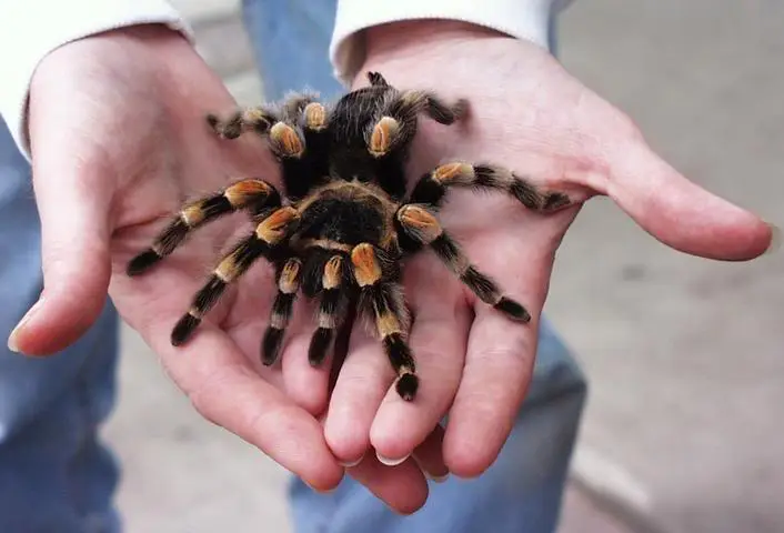tarantulas in the southwest