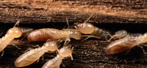 termites in arizona