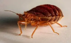 bed bug control tucson