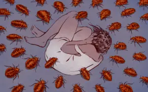 how to get rid of bedbugs