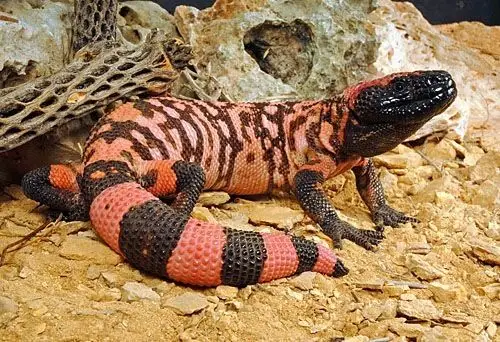 gila monster arizona