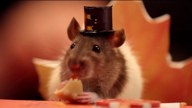 How To Have A Happy Pest Free Thanksgiving