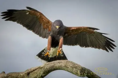 Harris-Hawk-Phil-Fiddes