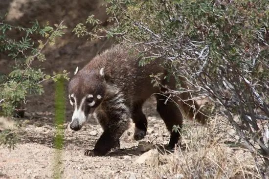 coati