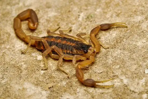 bark scorpion arizona