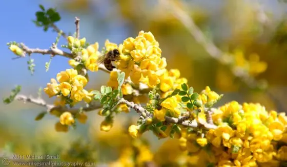 spring pest to watch out for in arizona