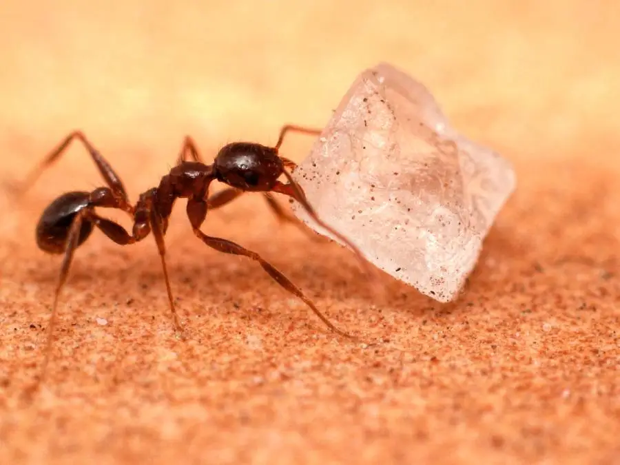 Close-up shot of a red ant, possibly one of the sugar ants, carrying a large crystal-like object in its mandibles on a sandy surface. The ant's body details and legs are clearly visible against the beige background.