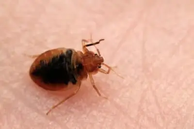 bed bugs tucson