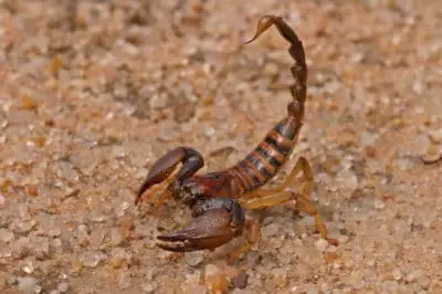 scorpions in tucson