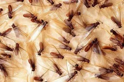 termite control tucson