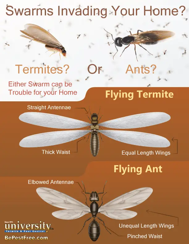 termite monsoon tucson infographic