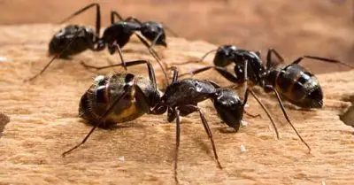 carpenter ants tucson pest control