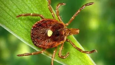 lone star tick
