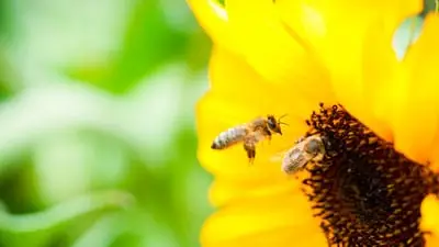Two bees collect nectar from a bright yellow sunflower, with a blurred green background.