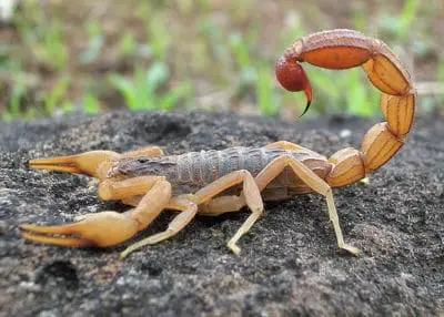 Nineteen Facts You Never Knew About Scorpions