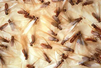 termite control tucson