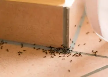 how to get rid of ants in the home