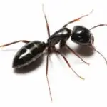 ordorous house ant
