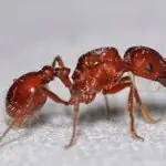 harvester ants
