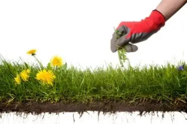 5 ways weed control can make your home pest free`