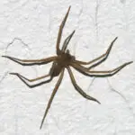 arizona brown spider