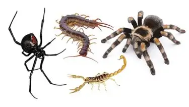 arizona spiders and scorpions