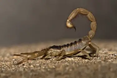 when do scorpions come out in arizona