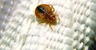 bed bug tucson