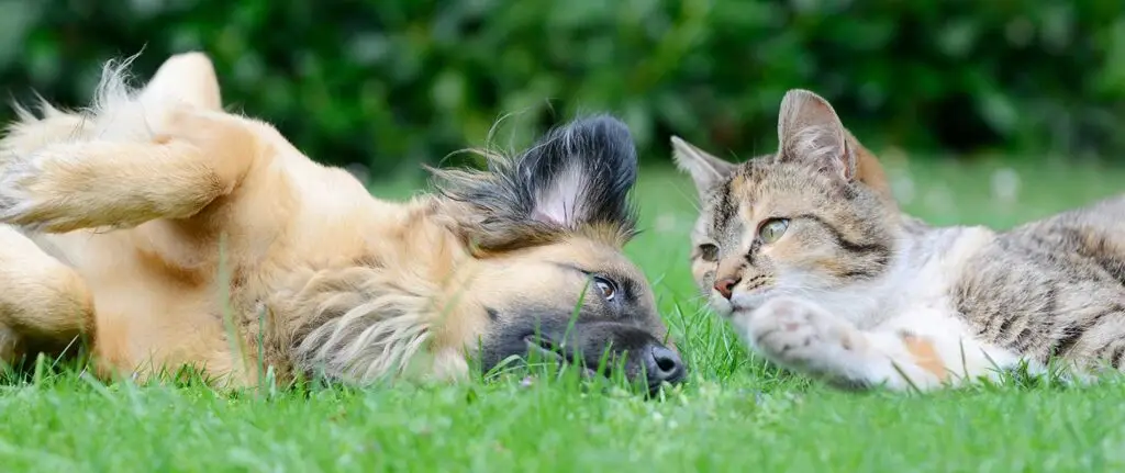 A dog and a cat lie close together on green grass, appearing relaxed and comfortable, with a blurred green background.
