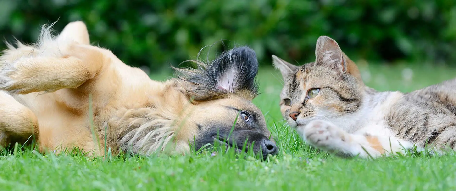 A dog and a cat lie close together on green grass, appearing relaxed and comfortable, with a blurred green background.