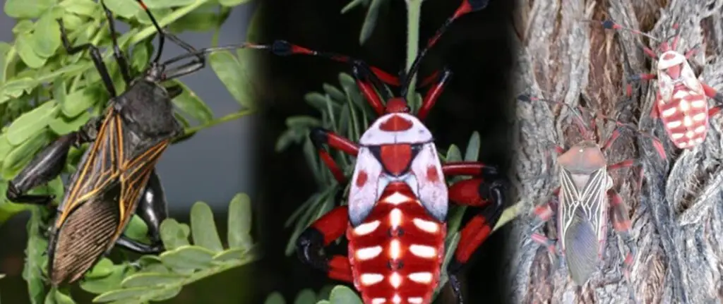 Three species of insects with distinctive patterns: one dark with yellow stripes, one black with red and white, and two red-spotted.