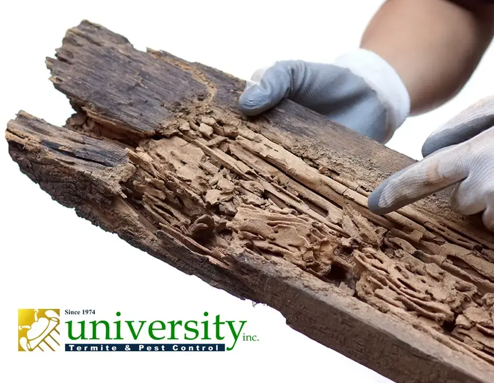 Gloved hands holding a piece of wood damaged by termites, with University Termite & Pest Control logo in the corner.